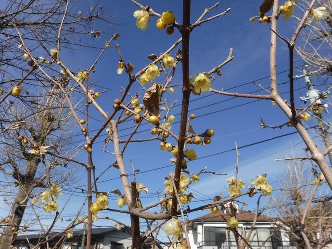 本村小学校裏門付近の蝋梅の写真