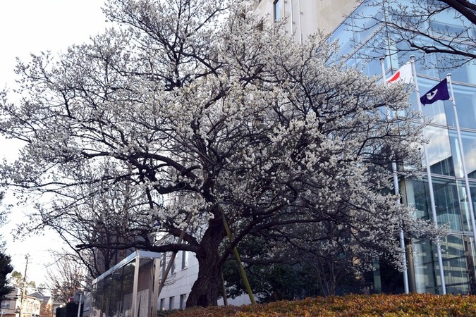 市役所前の梅の木