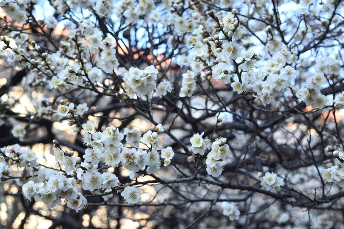 画像　近くで見た梅の花です