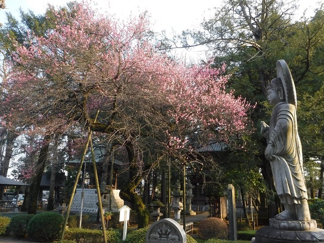 淨牧院の紅梅の写真