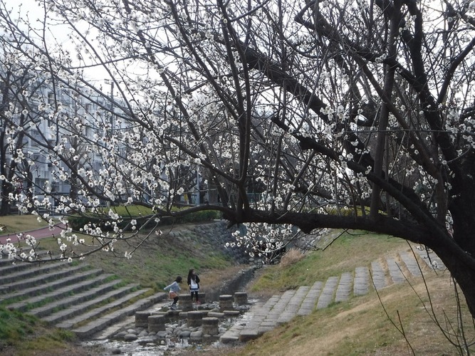 しんやま親水広場の梅