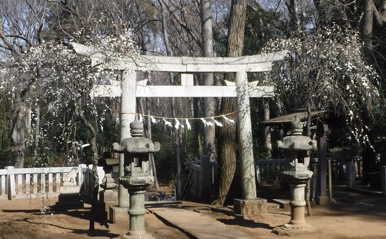 柳窪天神社の梅
