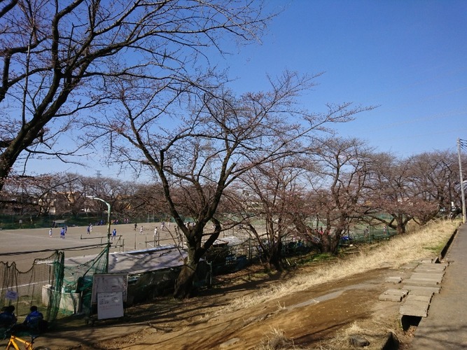 画像　24日の白山公園の桜　様子その2