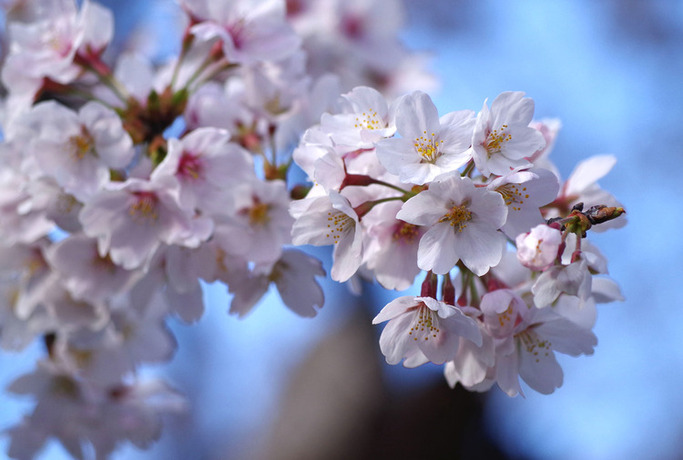 画像　31日の白山公園の桜　様子その1