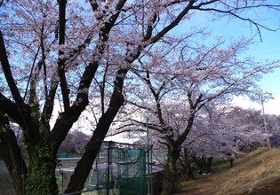 画像　31日の白山公園の桜　様子その4