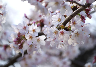 画像　31日の白山公園の桜　様子その5