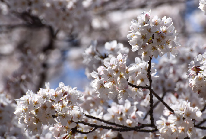 画像　3日の白山公園の桜　様子その1