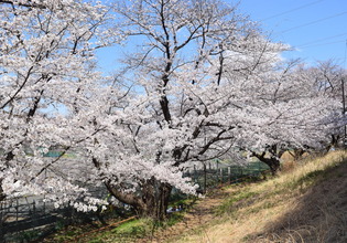 画像　3日の白山公園の桜　様子その2