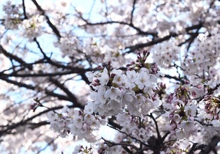 画像　3日の黒目川の神山大橋付近の桜　様子その3