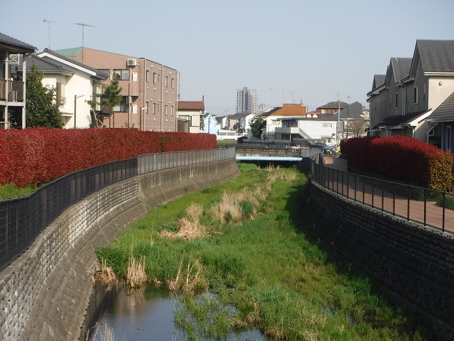 落合川御成橋上流のカナメモチ2