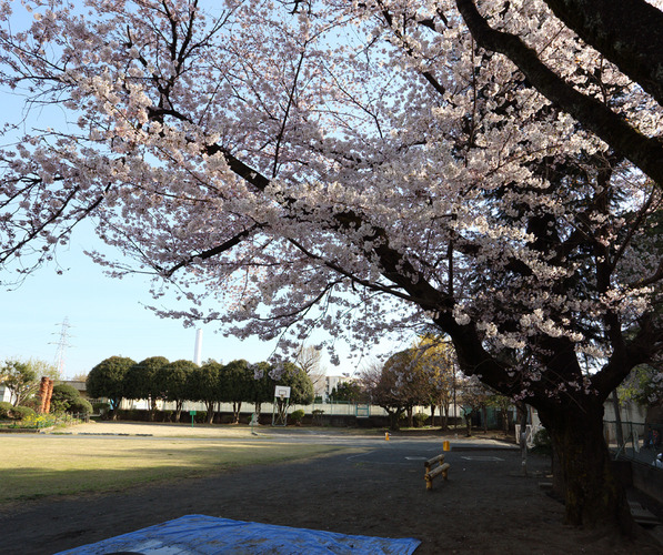 桜