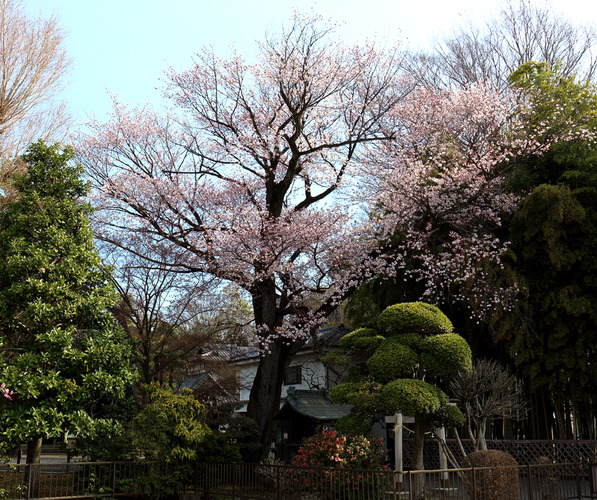 山桜