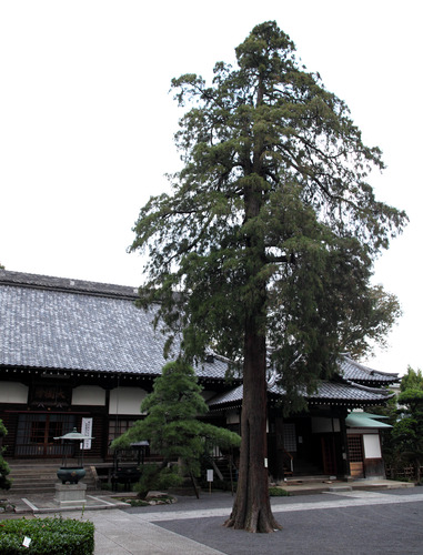 サワラ