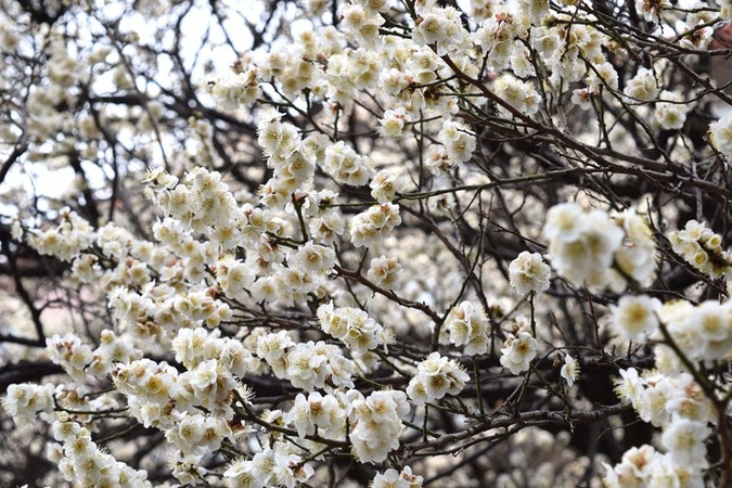 画像 市役所前の梅の花