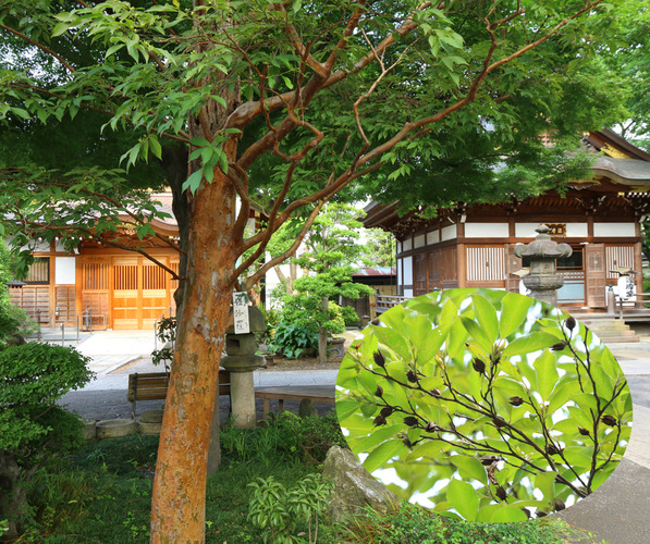 大圓寺境内にあるヒメシャラ