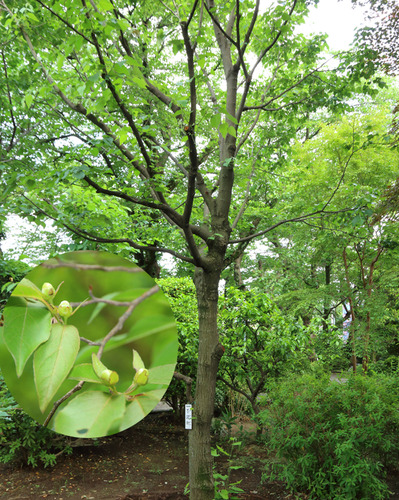 大圓寺境内鐘楼付近　ボダイジュ