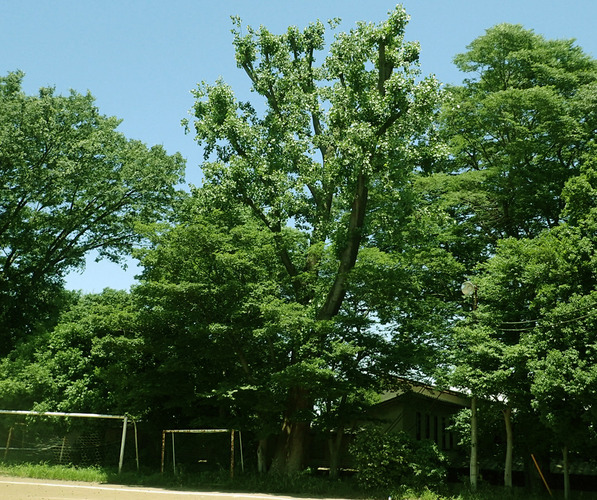 自由学園内　セイヨウハコヤナギ（別名イタリアポプラ）