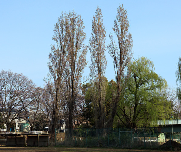 白山公園中央の橋脇　イタリアポプラ