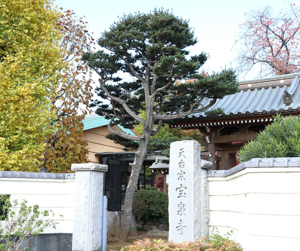 宝泉寺山門左　ヒメコマツ