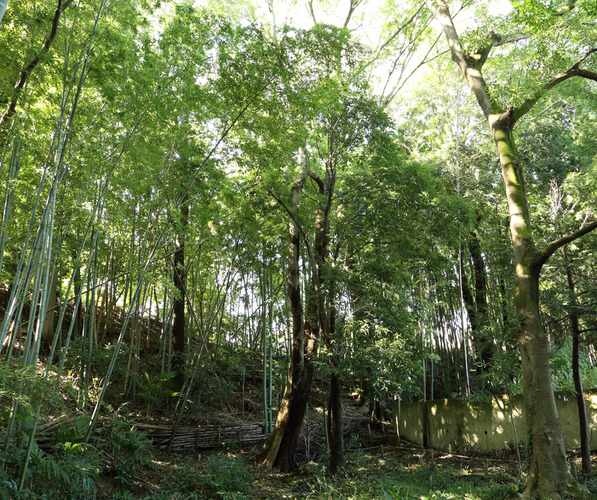 向山緑地公園内立野川源流域付近　ムクノキ