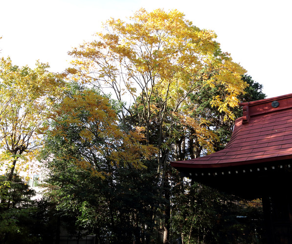 子の神社本堂脇　ムクロジ