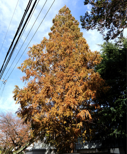 第二小学校西側道路沿い メタセコイア