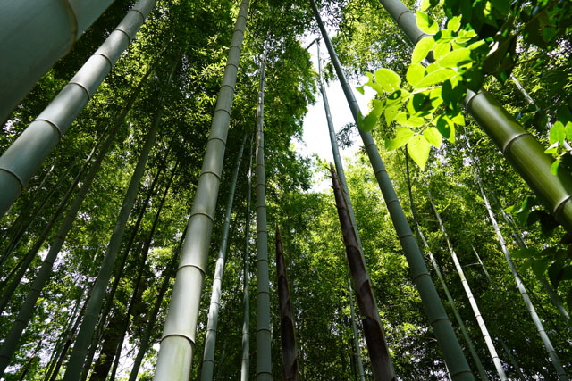 竹林公園通り