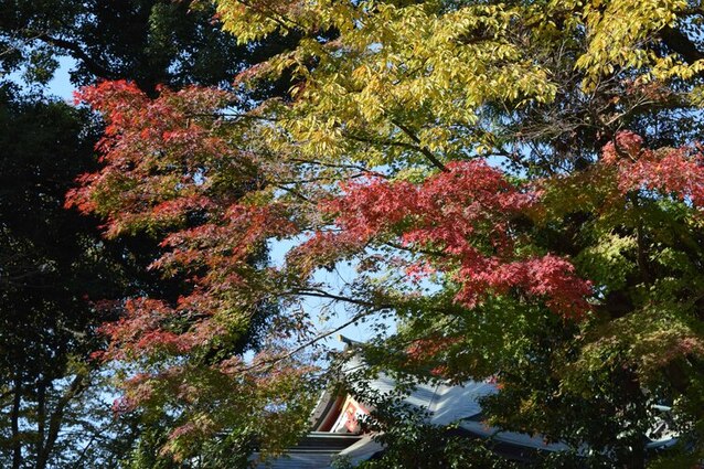画像　南沢氷川神社の紅葉