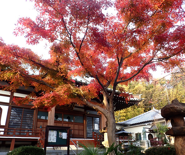 宝泉寺境内　モミジ