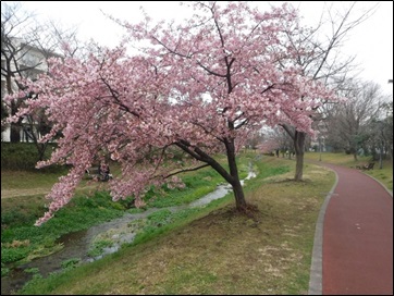 河津桜