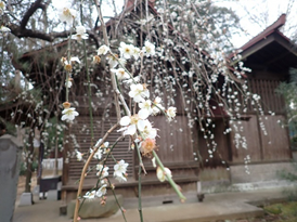 天神社ウメ3