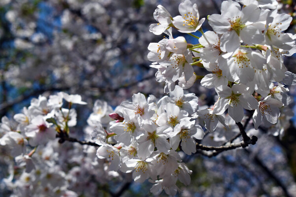 画像　白山公園の桜　その2