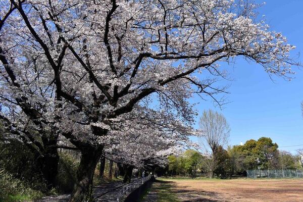 画像　白山公園の桜　その3