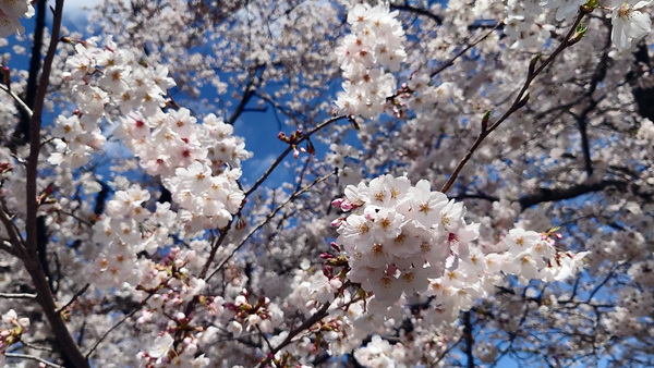 画像　撮影白山公園の桜　その1
