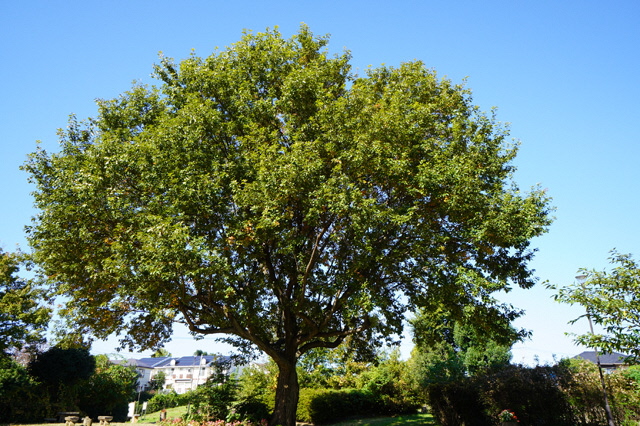 写真（公園）