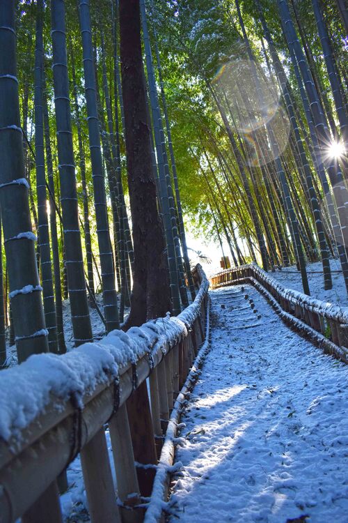 画像　雪化粧された竹林公園