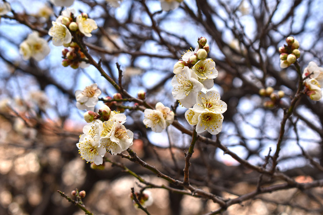 画像　市役所屋外ひろばの梅の花