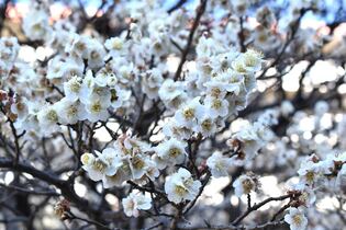 画像　市役所屋外ひろばの梅の花　その2