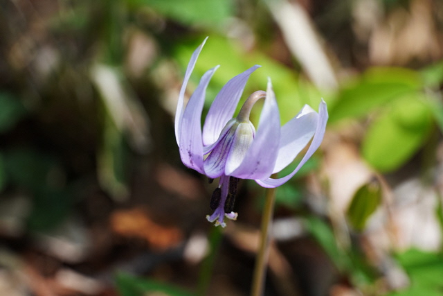 カタクリの花の画像