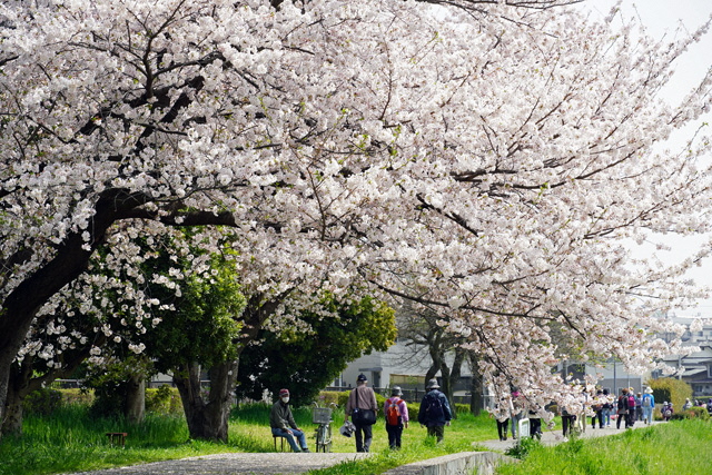 桜の写真