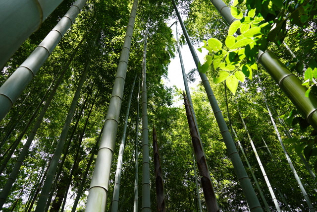 竹林の画像