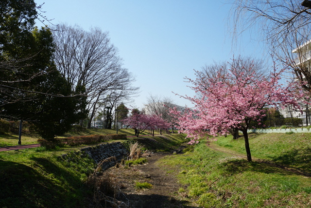 花が咲くしんやま親水広場の画像2