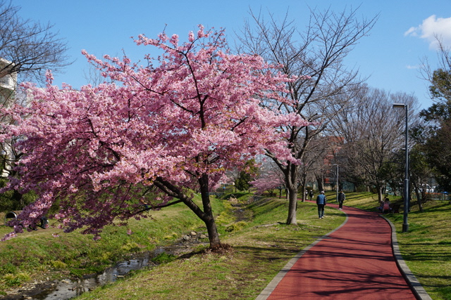 花が咲くしんやま親水広場の画像