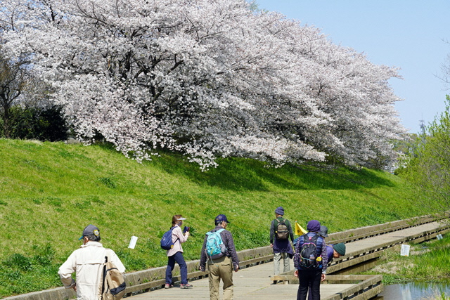 桜が見える散策風景