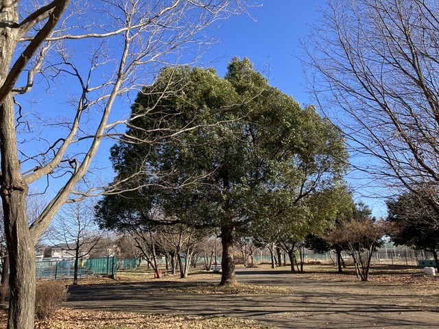 2-3 S 「青空の下」